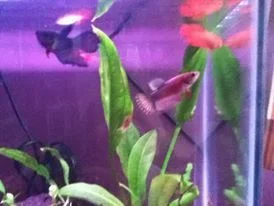 crowntail2.webp