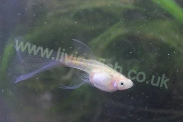 guppy.webp