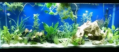 tank4216.webp