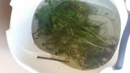 Fish Tank Pict 1 - compressed.webp