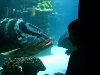 bigfish.webp