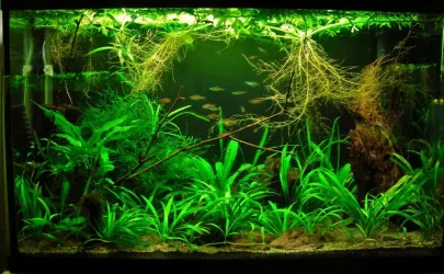 29g June 4-12.webp