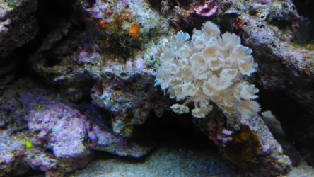 IMAG0115.webp