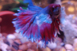 Capture3.GIF Capture3.GIF