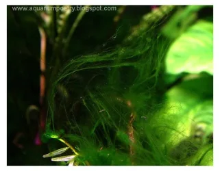 hair algae 1.webp