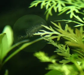 hair algae 2.webp
