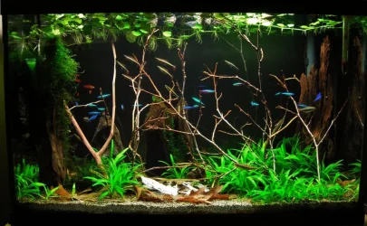 29g Mar 2-16.webp