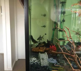tank 2.webp