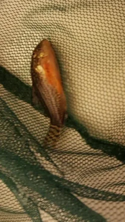 6 Cory.webp