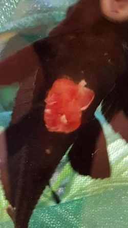 7 Rhino Pleco.webp