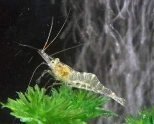 Ghost Shrimp.webp Ghost Shrimp.webp
