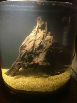Wood in tank 2.webp Wood in tank 2.webp