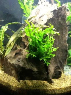 9 Extra Wood with Java Fern.webp