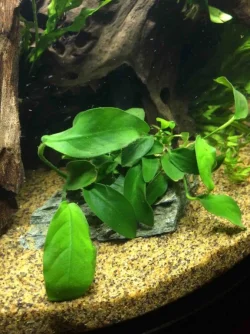 11 Anubia Bonsai on rock.webp
