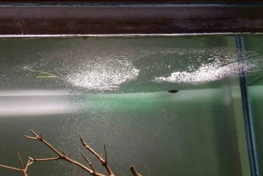 bubbles.webp