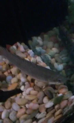 bichir1.webp