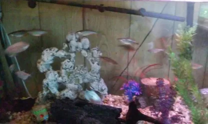 tank 2.webp