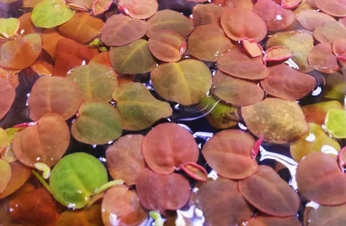 redfrogbit.webp redfrogbit.webp