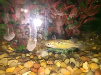 male2.webp