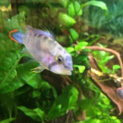 IMG_2871.JPG IMG_2871.JPG