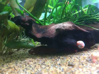 Whiptail at home.webp