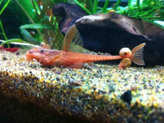 Whiptail 3.webp