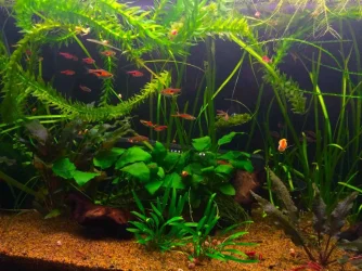 General tank shot 3ft.webp