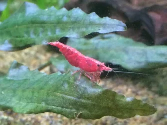 Close up RCS.webp