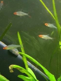 Asian Rummynose - Sawbwa Resplendens.webp