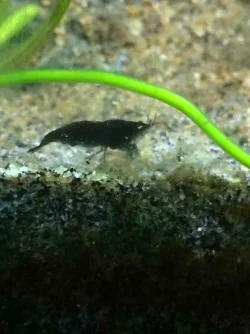 Black Cherry Shrimp.webp