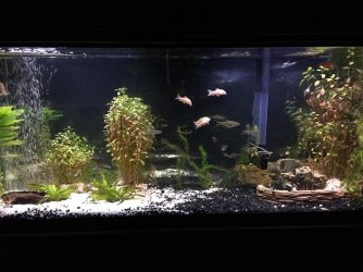 55gallon.JPG