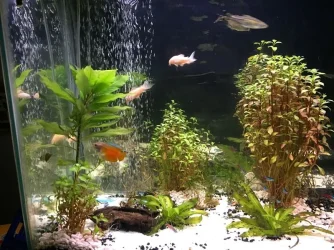 55gallon2.webp