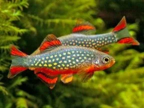 Danio-margaritatus-2-288x216.webp Danio-margaritatus-2-288x216.webp