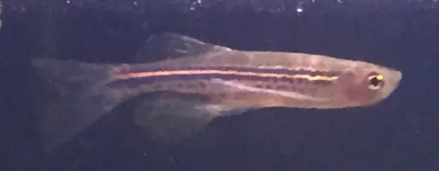 mysteryfish.webp