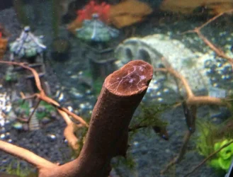white stick.webp
