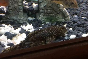 bristlenose 1.webp