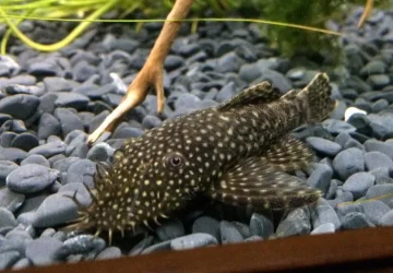 bristlenose 2.webp