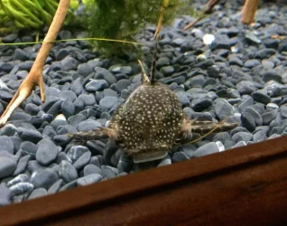 bristlenose 3.webp