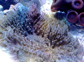heteractis_aurora_sm.webp