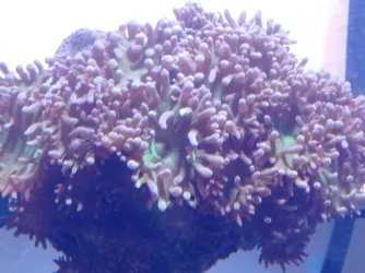 duncan_coral_sm.webp