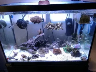 20gal_reef_tank_sm.webp
