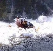 bee_shrimp_sm2.webp