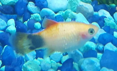 platy2.webp