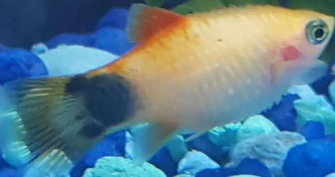 platy1.webp platy1.webp