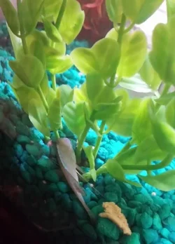 sick fish.webp