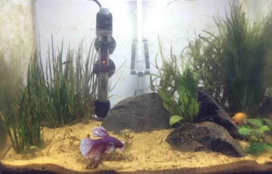 Raj's tank.webp