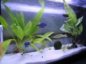 nates_fish_tank_arkansas_1_013_402_2_209.webp