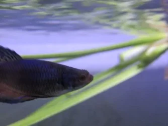 betta_001_10.webp