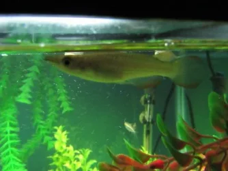 nates_fish_tank_006_10.webp
