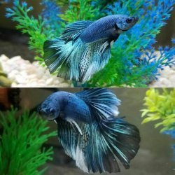 Betta.jpg Betta.jpg